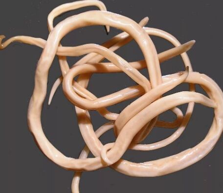 Asarids