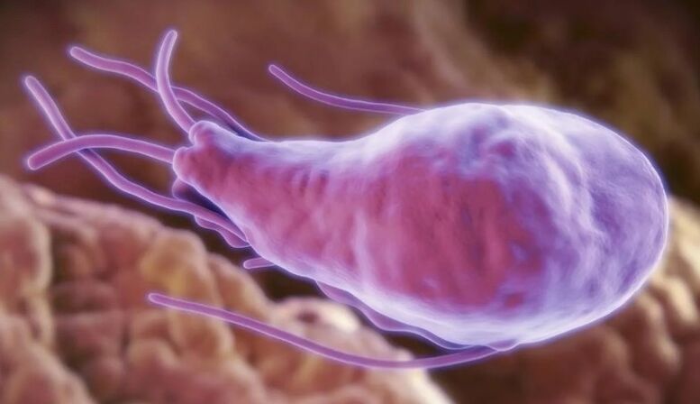 Lampbia