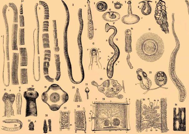 Gelminth Parasites klasea