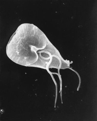 lamblia - protozooen parasito flagelatuen generoa